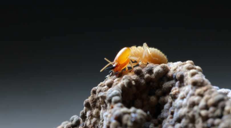 Durée de validité du diagnostic termites