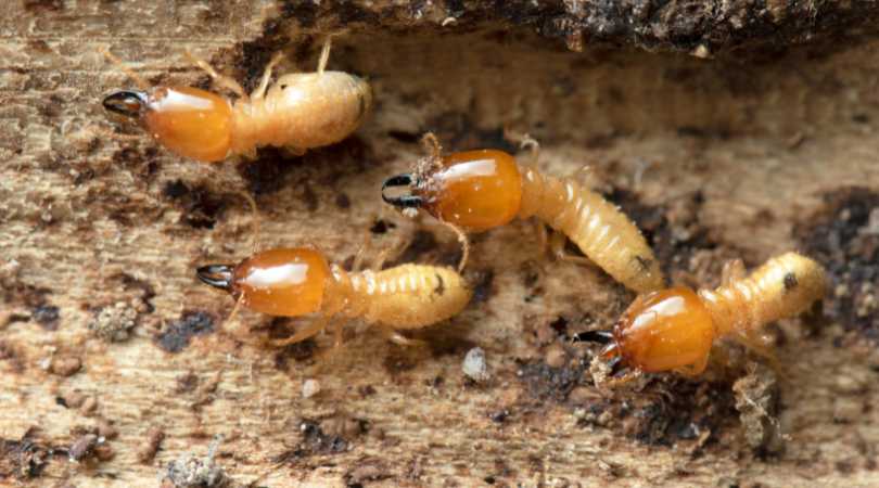 Quelle est la durée de validité d’un diagnostic termites