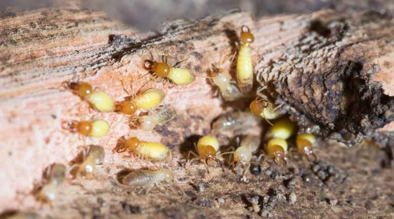 diagnostic termites bois